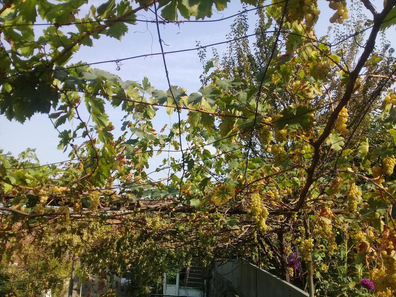 Apartment Giorgi In Sighnaghi Exterior photo